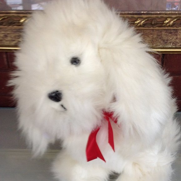 Adorable White Shaggy Dog - Picture 2 of 6